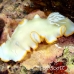 nudibranch_elegant_mid_h_0705_png1380.jpg
